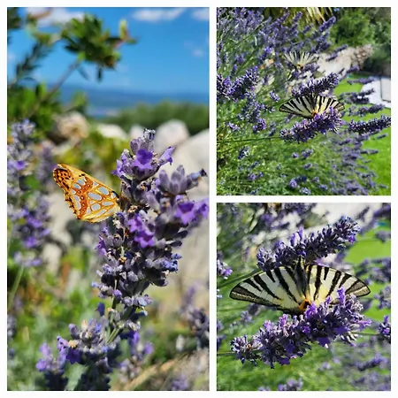 Feriehus House Erika